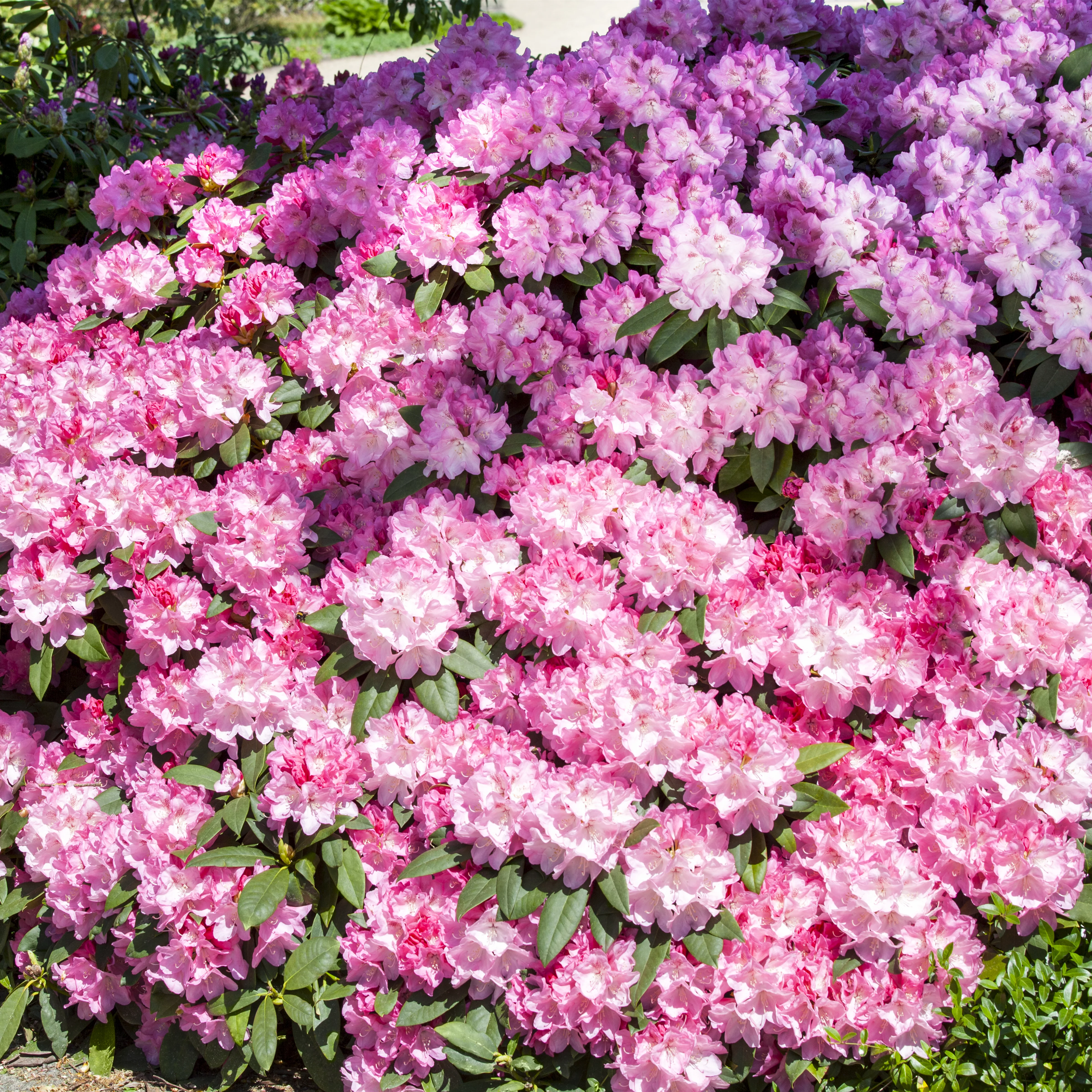 Rhododendron Hybr.'English Roseum' I