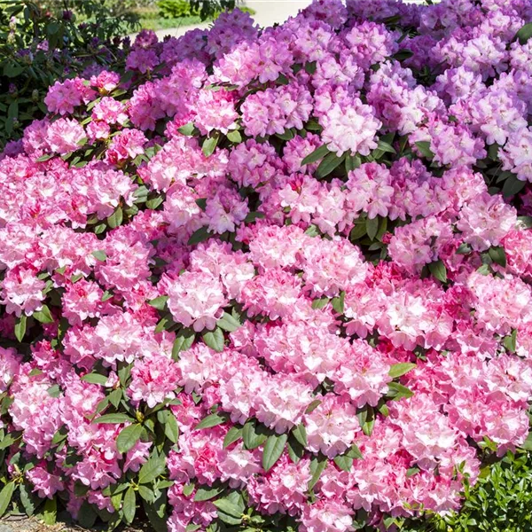 Rhododendron Hybr.'English Roseum' I