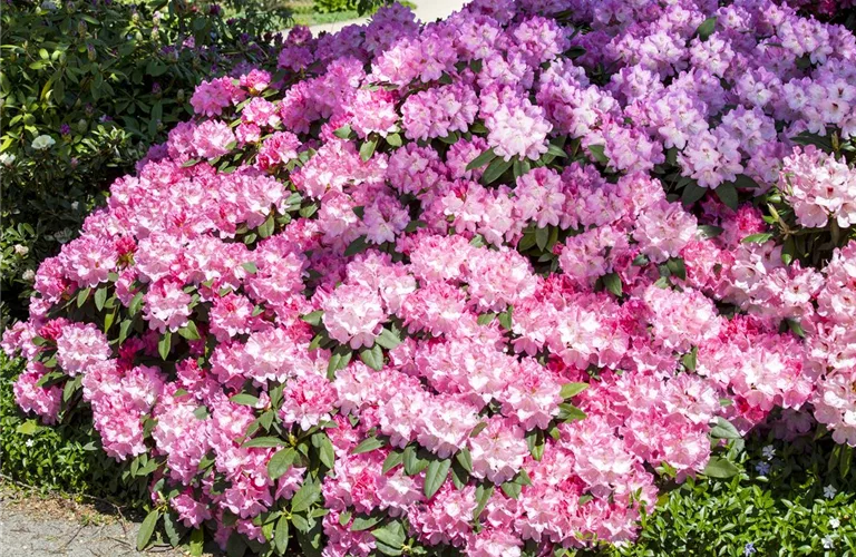 Rhododendron Hybr.'English Roseum' I