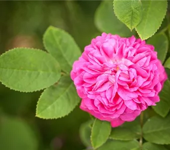 Rosa 'Rose de Resht' STR IV