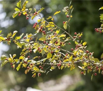 Crataegus monogyna