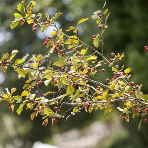 Crataegus monogyna