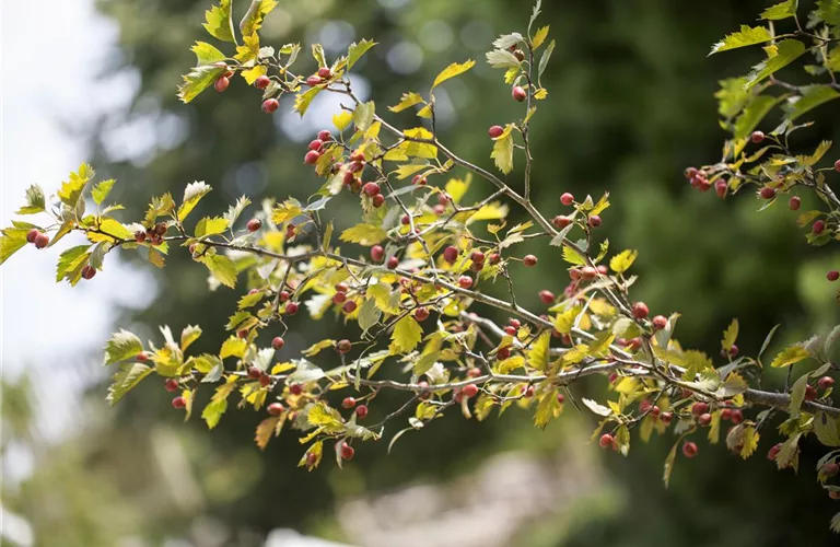 Crataegus monogyna