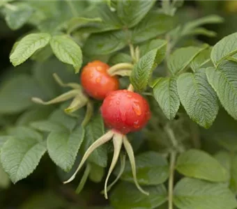 Rosa rugosa