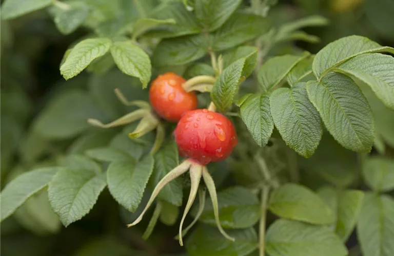 Rosa rugosa