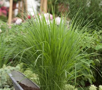 Panicum virgatum 'Northwind'