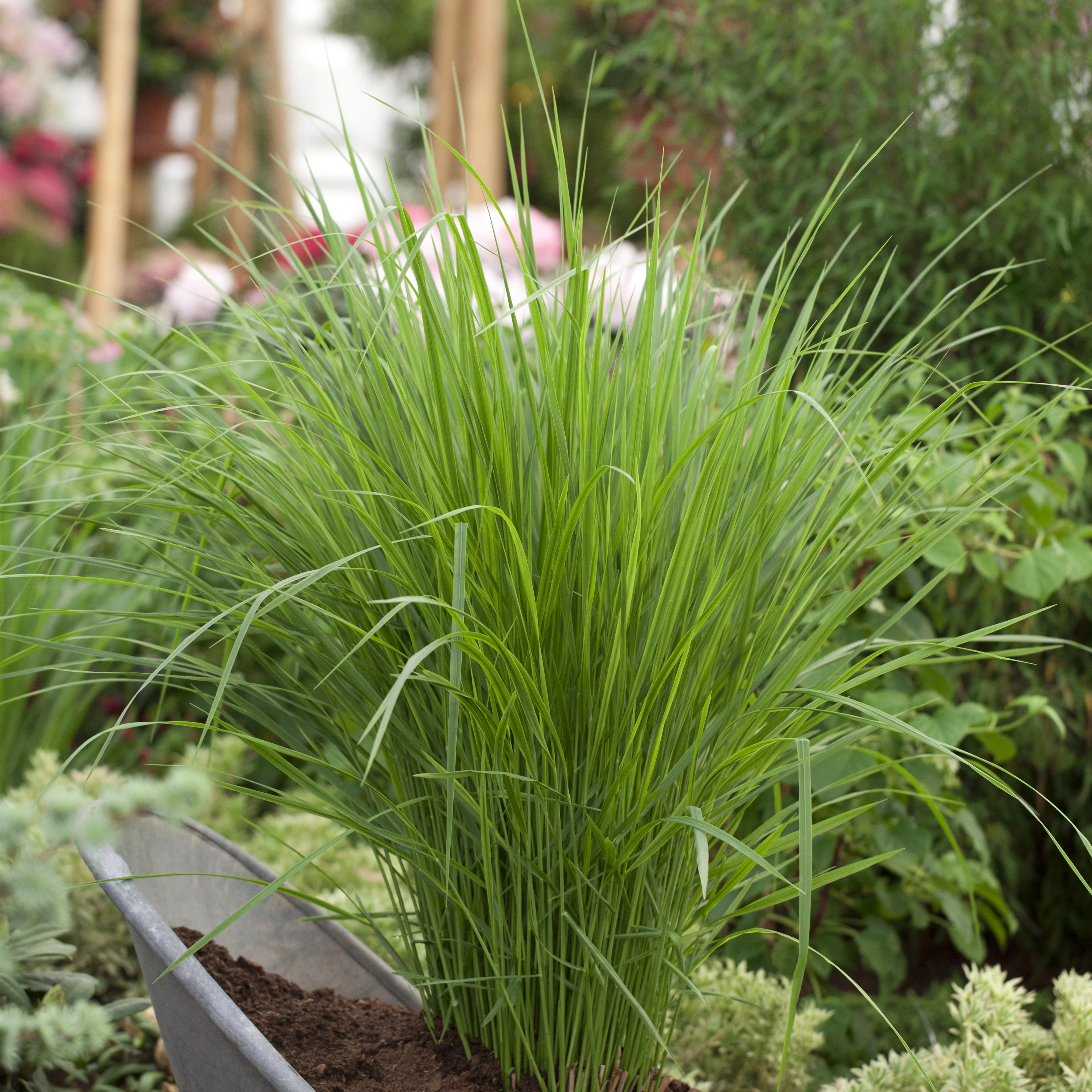 Panicum virgatum 'Northwind'