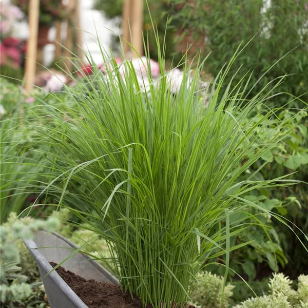 Panicum virgatum 'Northwind'