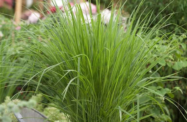 Panicum virgatum 'Northwind'