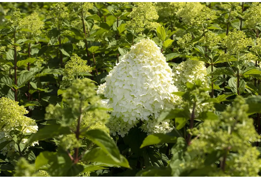 Rispenhortensie 'Grandiflora'