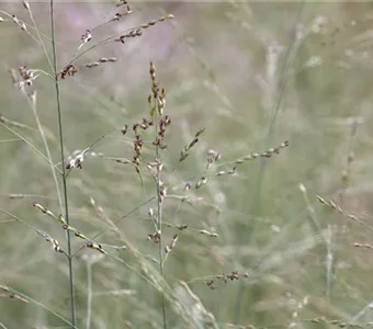 Panicum virgatum 'Prairie Sky'