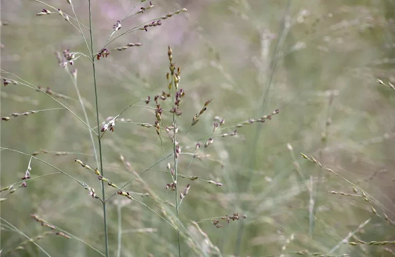 Panicum virgatum 'Prairie Sky'