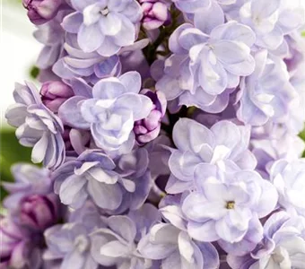 Syringa vulg.'Michel Buchner'