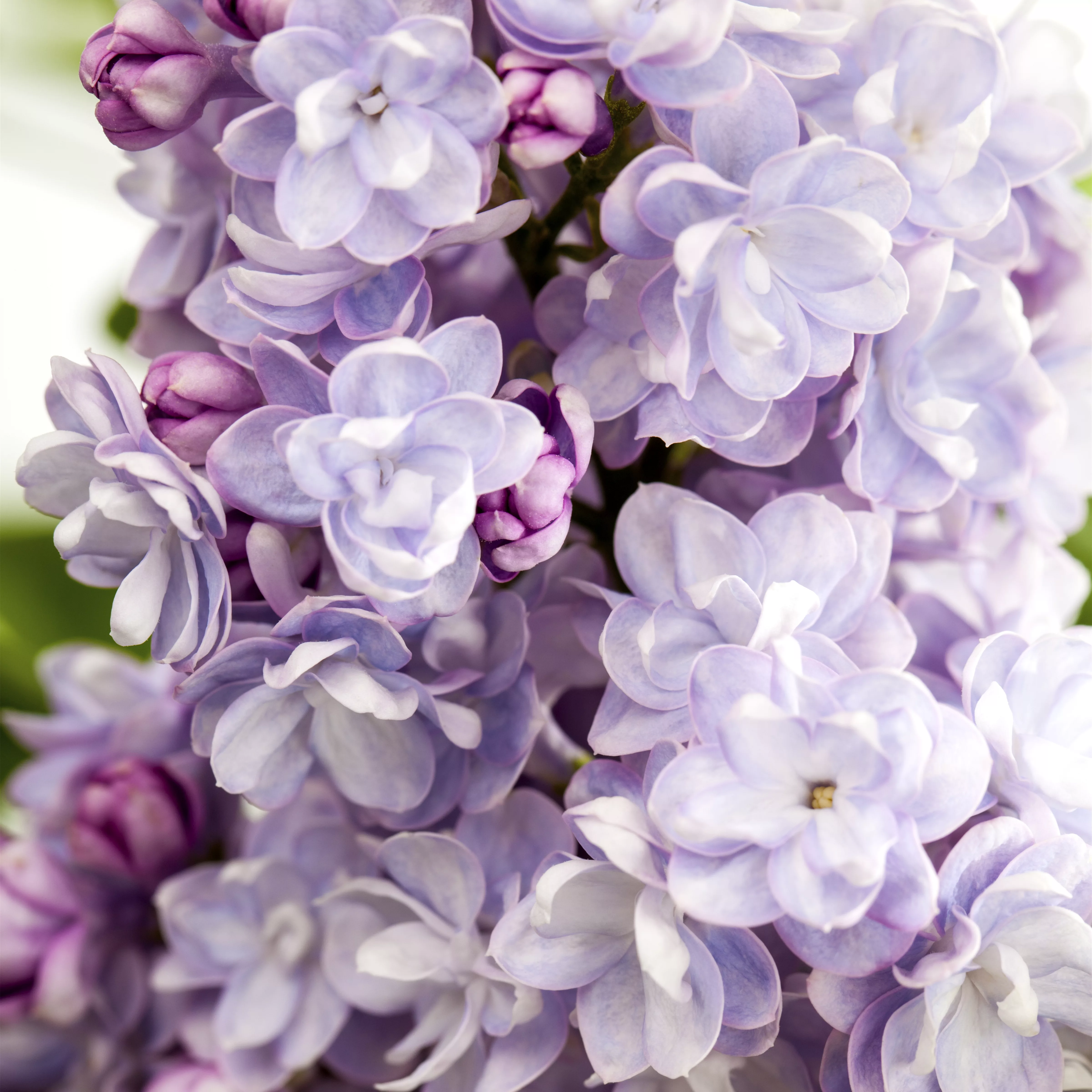 Syringa vulg.'Michel Buchner'