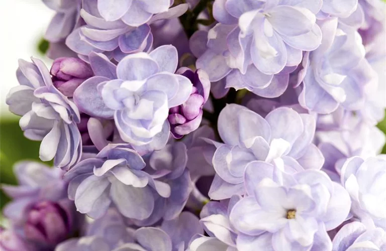 Syringa vulg.'Michel Buchner'