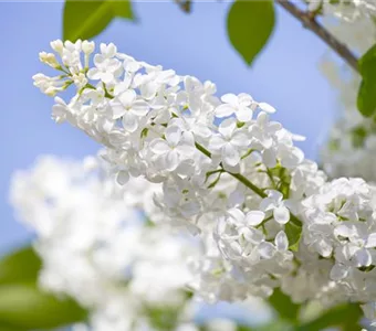 Syringa vulg.'Souv.Alice Harding'