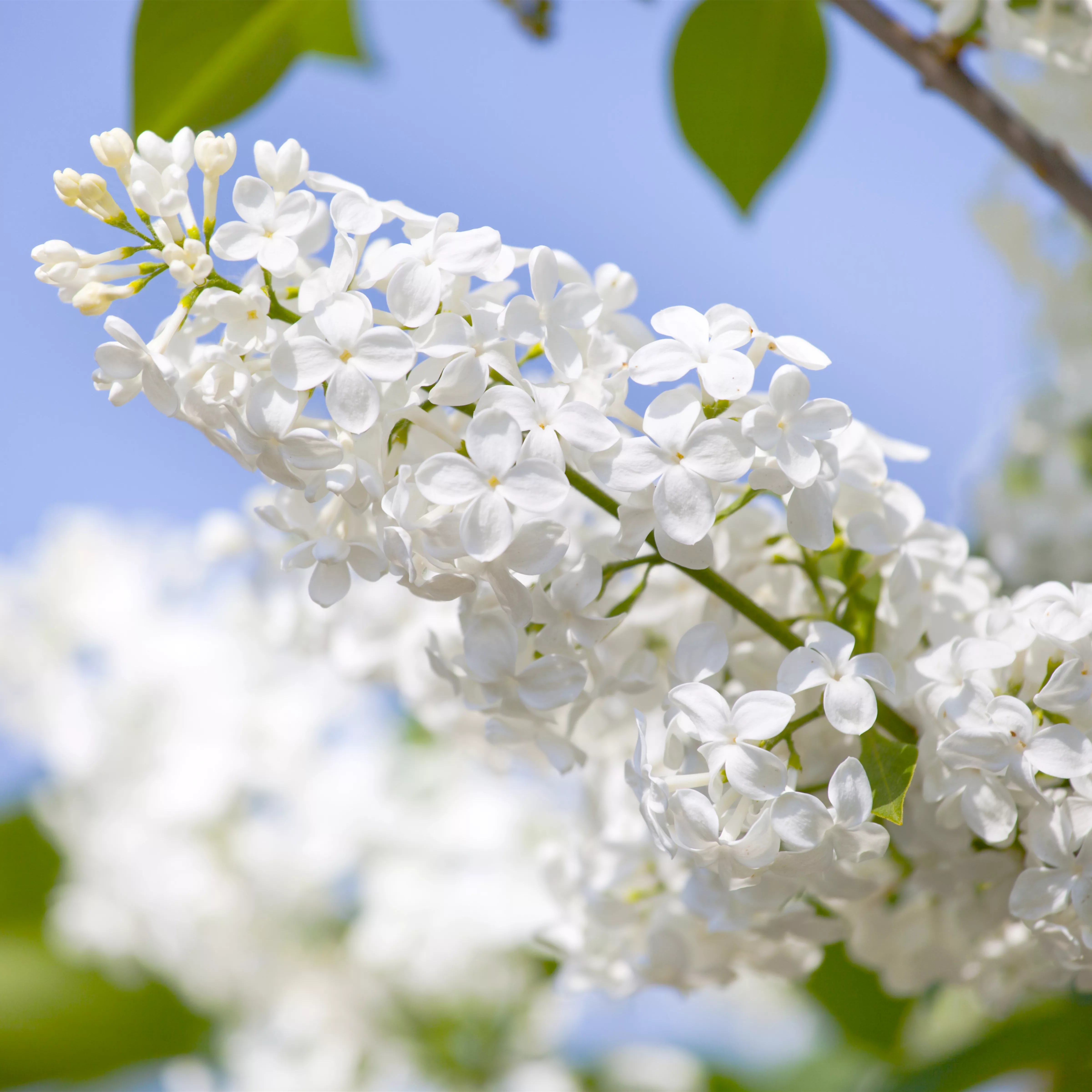 Syringa vulg.'Souv.Alice Harding'