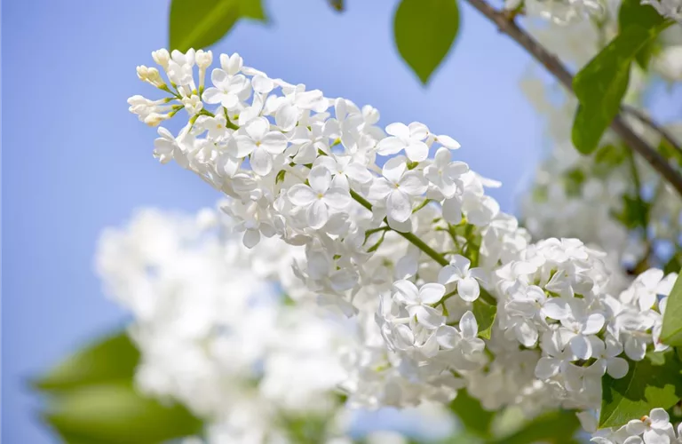 Syringa vulg.'Souv.Alice Harding'