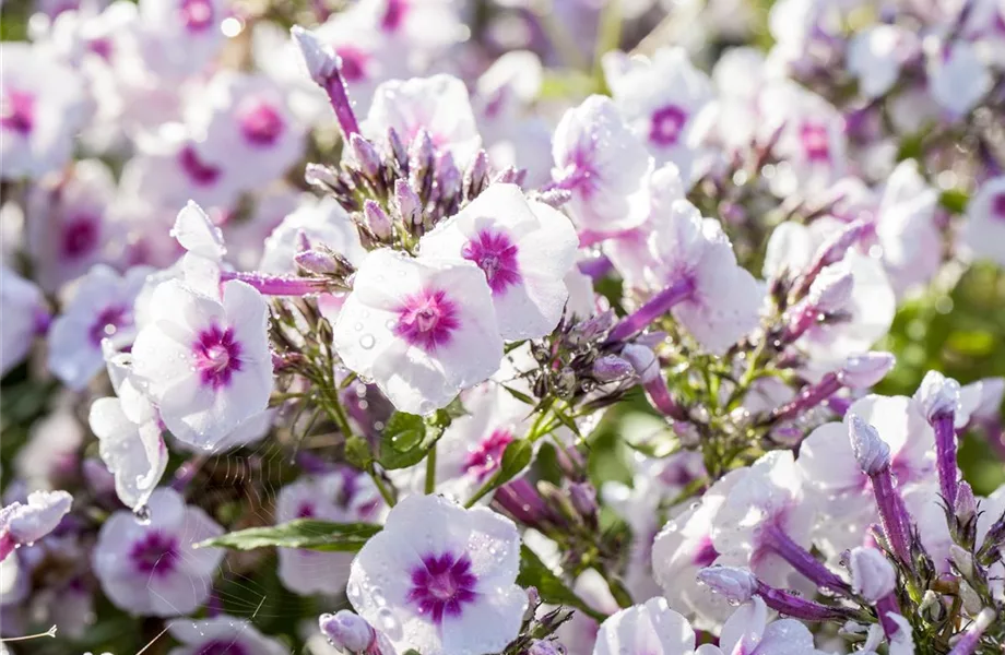 Flammenblumen lassen Ihren Garten in Farben baden