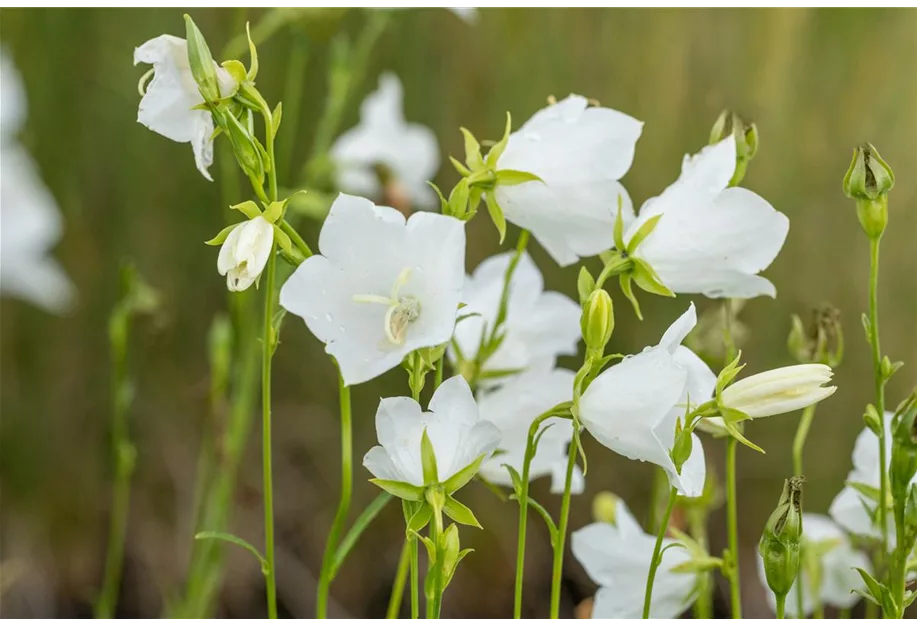 Pfirsichblättrige Glockenblume