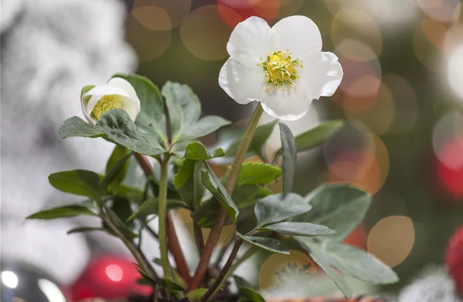 Gartenzauber im Zaubergarten. Etwas Magie gefällig?