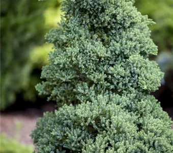 Juniperus procumbens 'Nana'