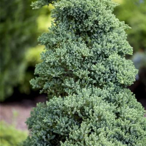 Juniperus procumbens 'Nana'