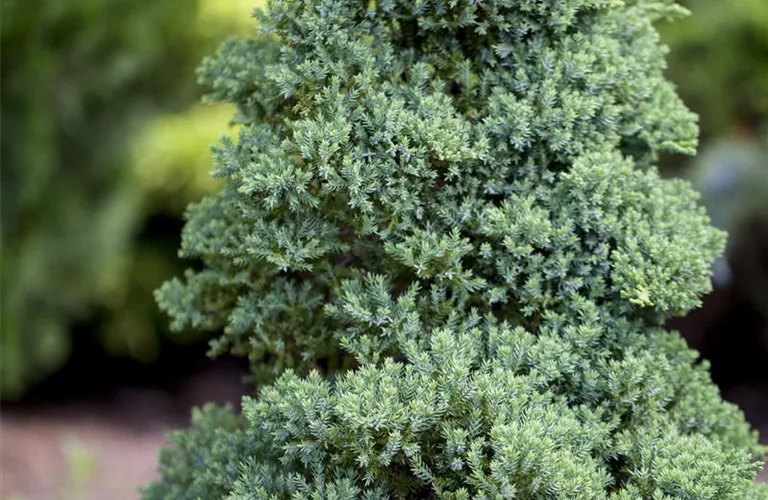 Juniperus procumbens 'Nana'