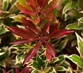 Pieris japonica 'Carnaval'