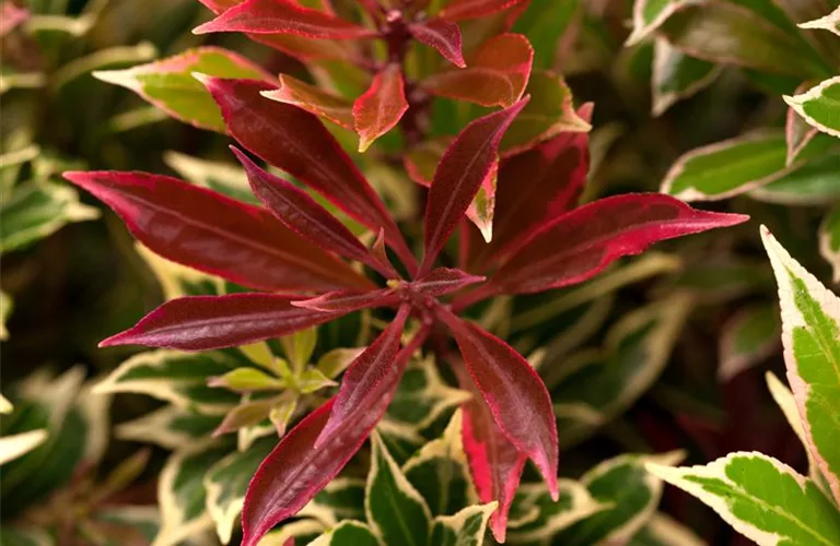 Pieris japonica 'Carnaval'