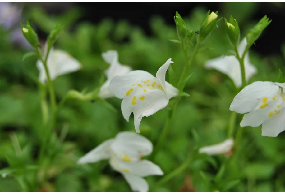 Garten-Lippenmäulchen 'Albus'