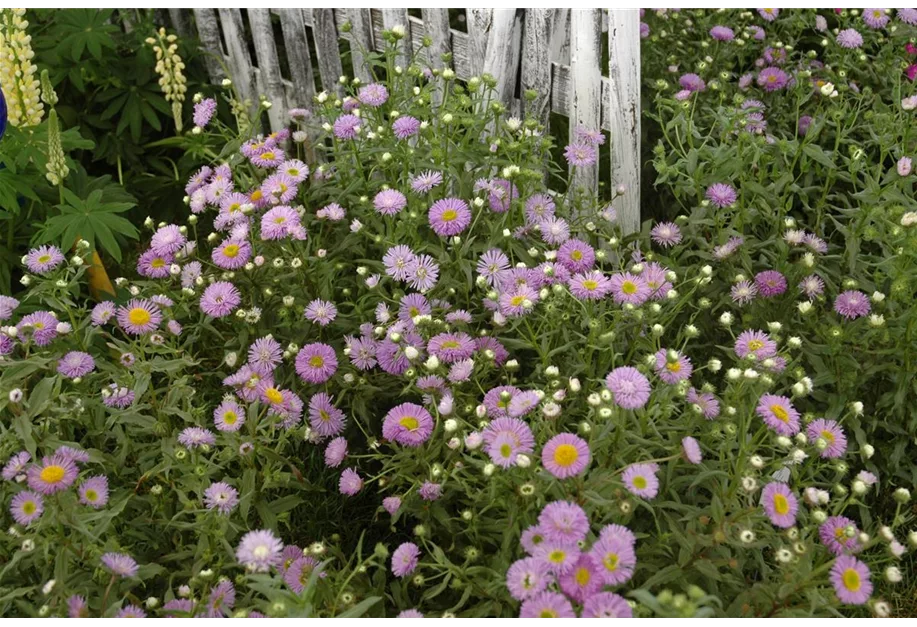 Garten-Feinstrahl 'Azurfee'