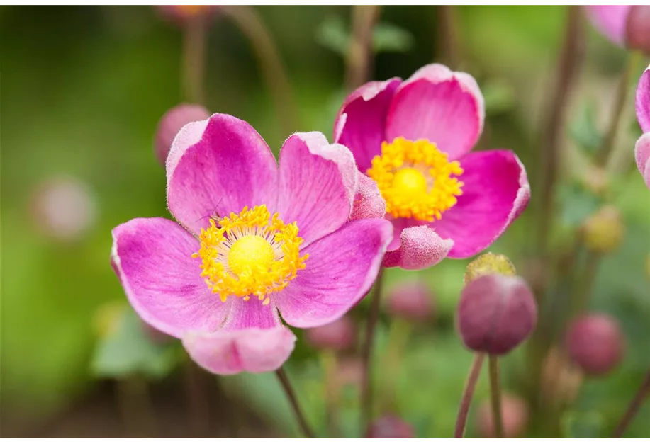 Herbst-Anemone