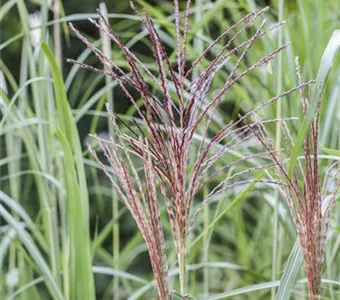 Miscanthus sinensis 'Malepartus'