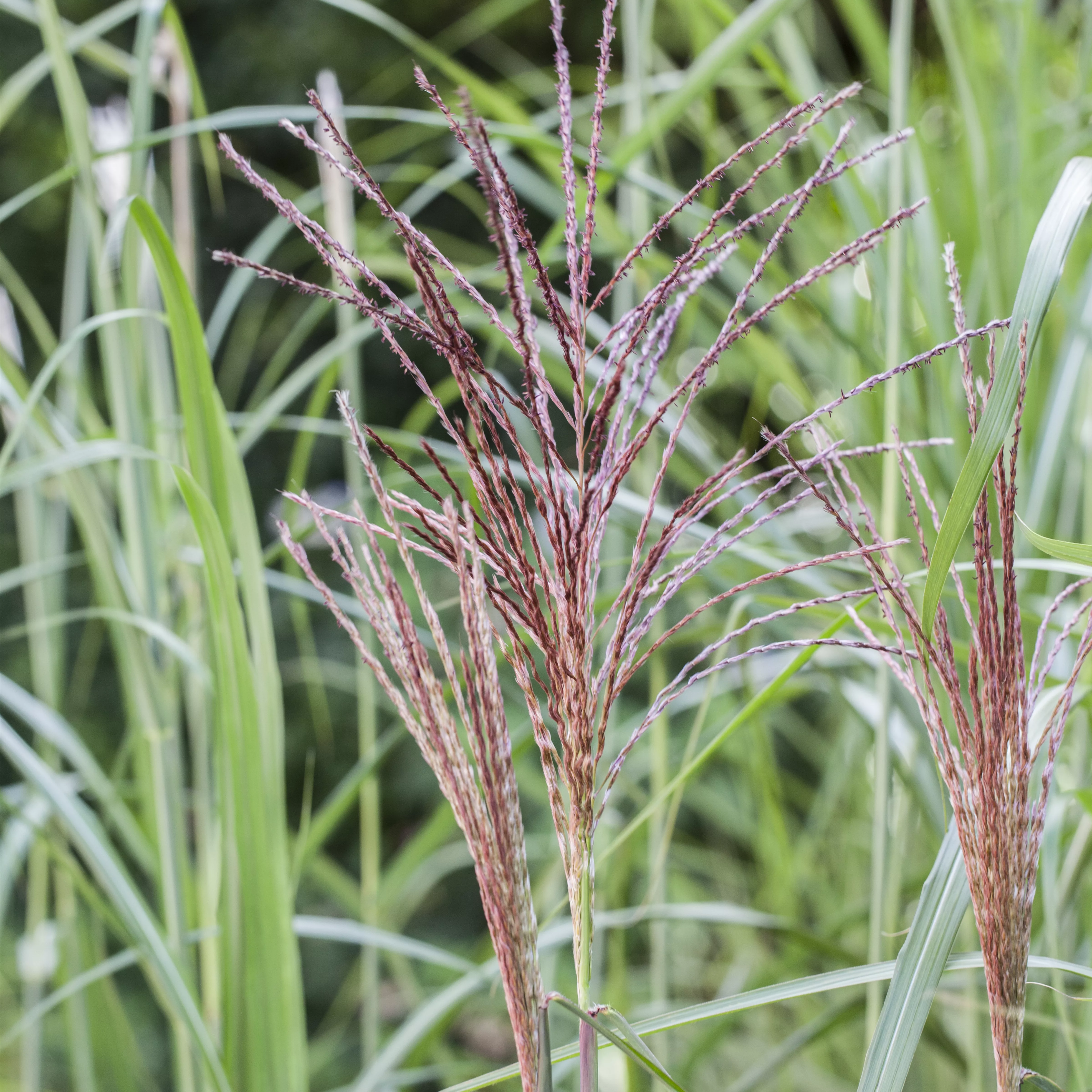 Miscanthus sinensis 'Malepartus'