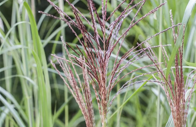 Miscanthus sinensis 'Malepartus'