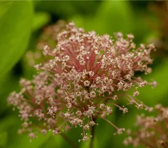 Ceanothus pallidus 'Marie Simon'