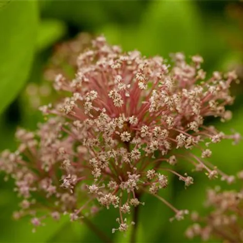 Ceanothus pallidus 'Marie Simon'