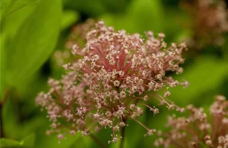 Ceanothus pallidus 'Marie Simon'