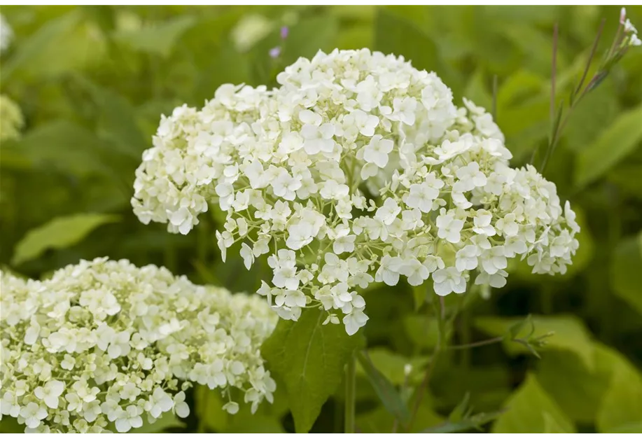 Strauchhortensie 'Lime Rickey' -R-