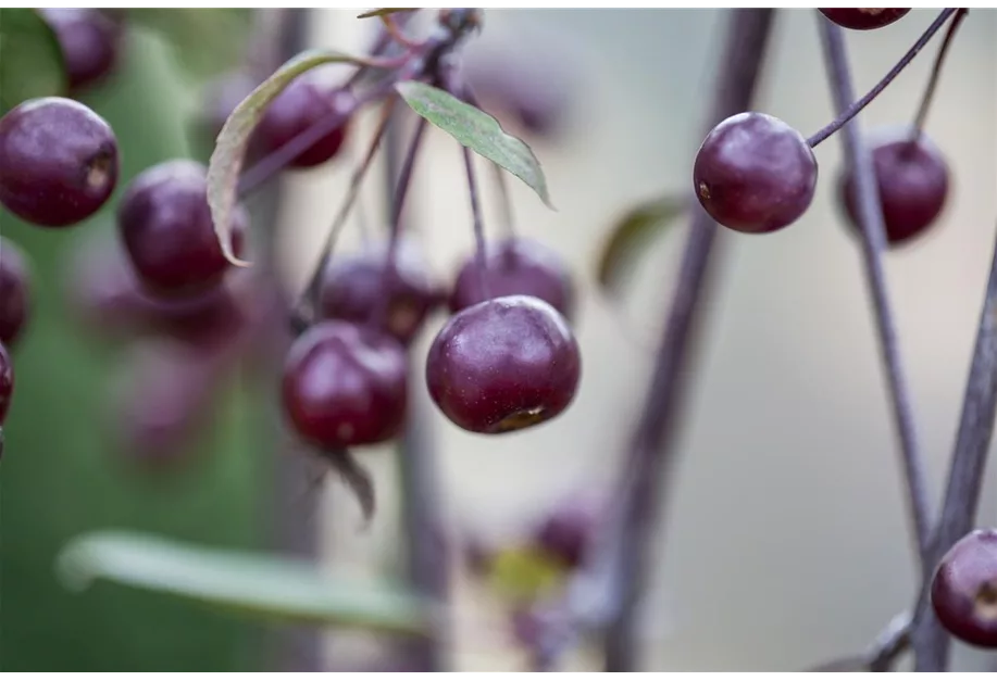 Zierapfel 'Nicoline'