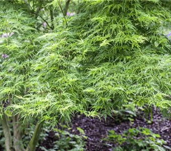 Acer palmatum 'Seiryu'