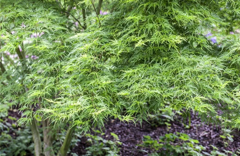 Acer palmatum 'Seiryu'