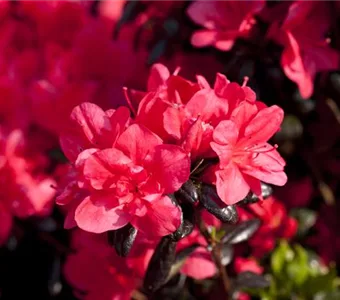 Rhododendron obt.'Maruschka' -R- III