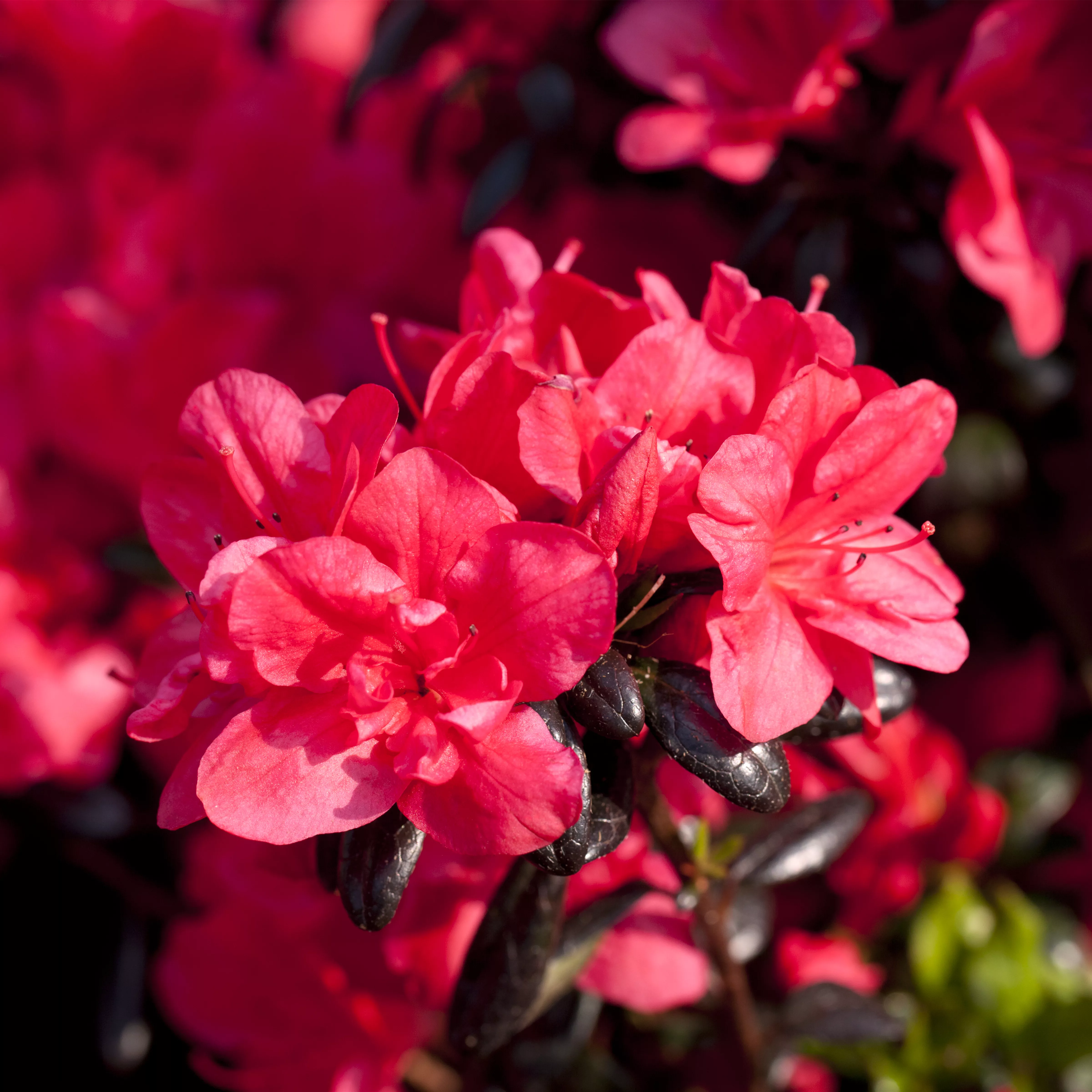 Rhododendron obt.'Maruschka' -R- III