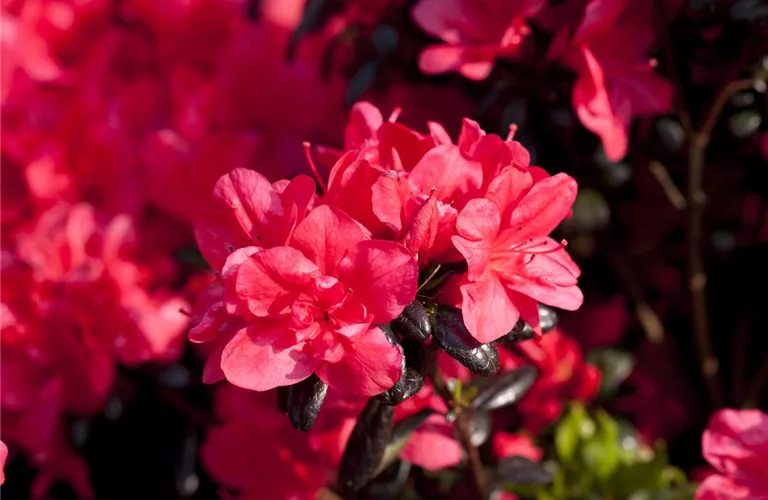 Rhododendron obt.'Maruschka' -R- III