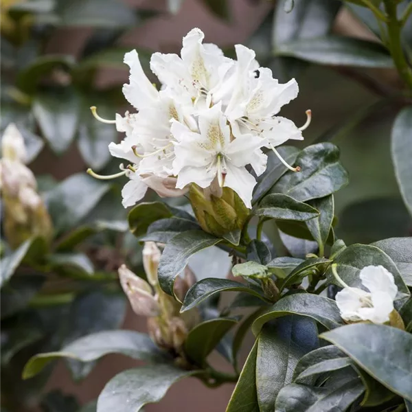 Rhododendron Hyb.'Cunningham's White' I