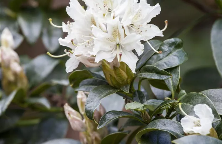 Rhododendron Hyb.'Cunningham's White' I