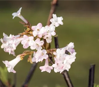 Viburnum bodnantense 'Charles Lamont'