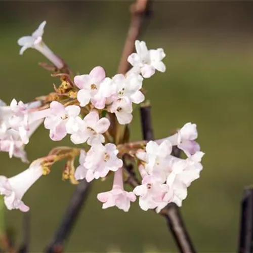 Viburnum bodnantense 'Charles Lamont'